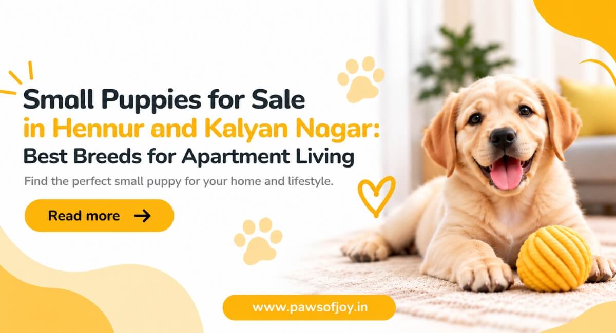 Small Puppies for Sale in Hennur and Kalyan Nagar: Best Breeds for Apartment Living