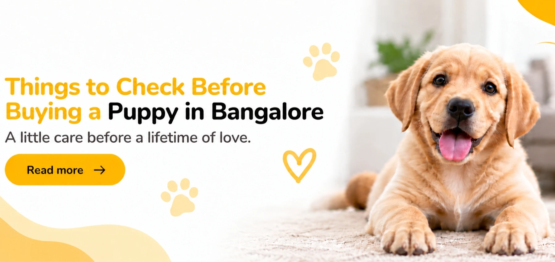 Things to Check Before Buying a Puppy in Bangalore