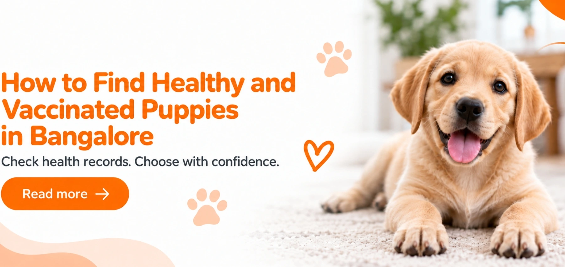 How to Find Healthy and Vaccinated Puppies in Bangalore