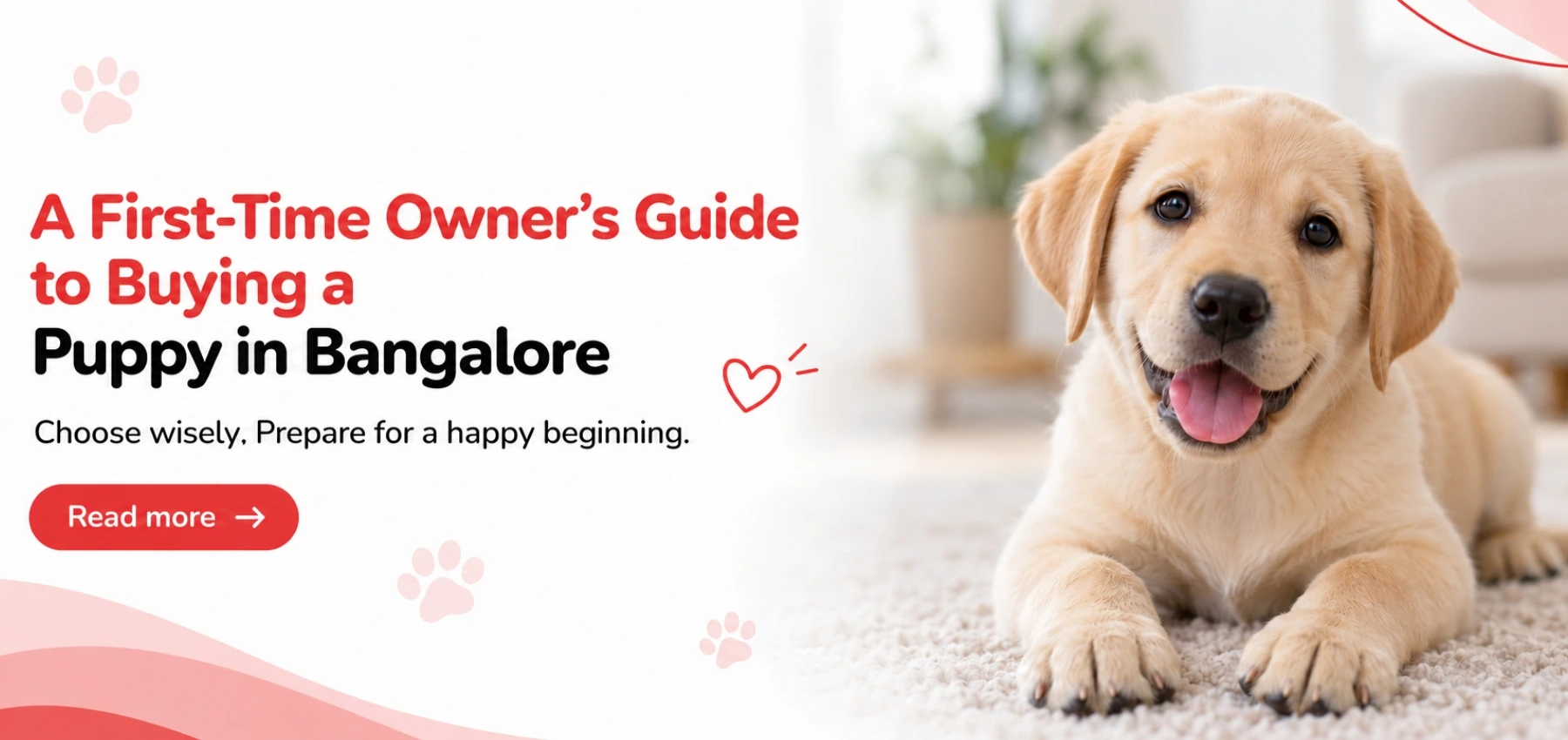 A First-Time Owner’s Guide to Buying a Puppy in Bangalore