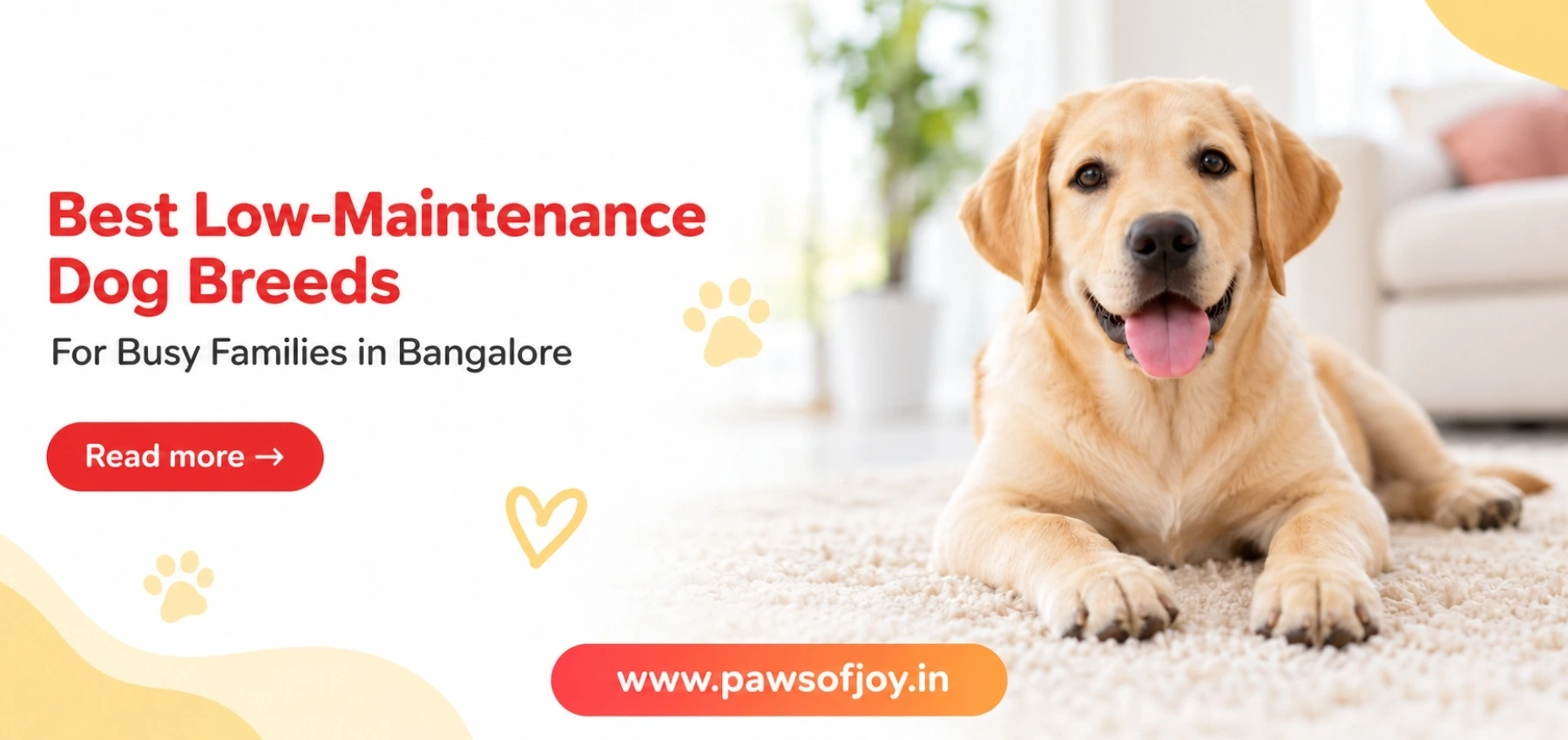 Best Low-Maintenance Dog Breeds for Busy Families in Bangalore