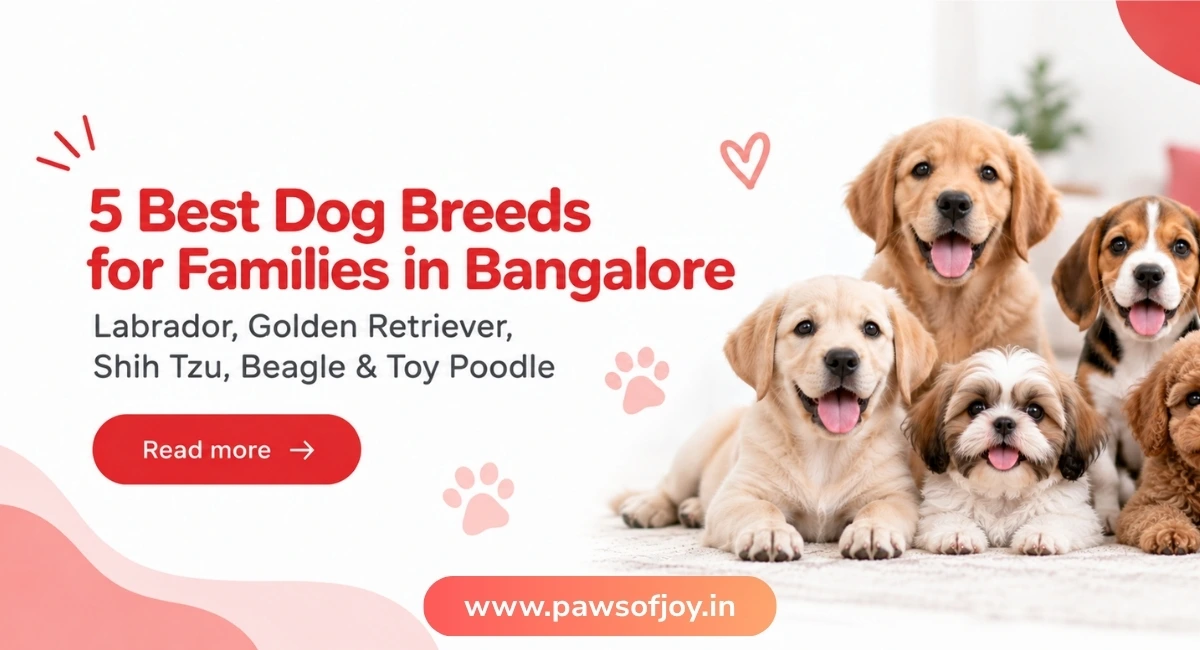 5 Best Dog Breeds for Families in Bangalore: Labrador, Golden Retriever, Shih Tzu, Beagle & Toy Poodle