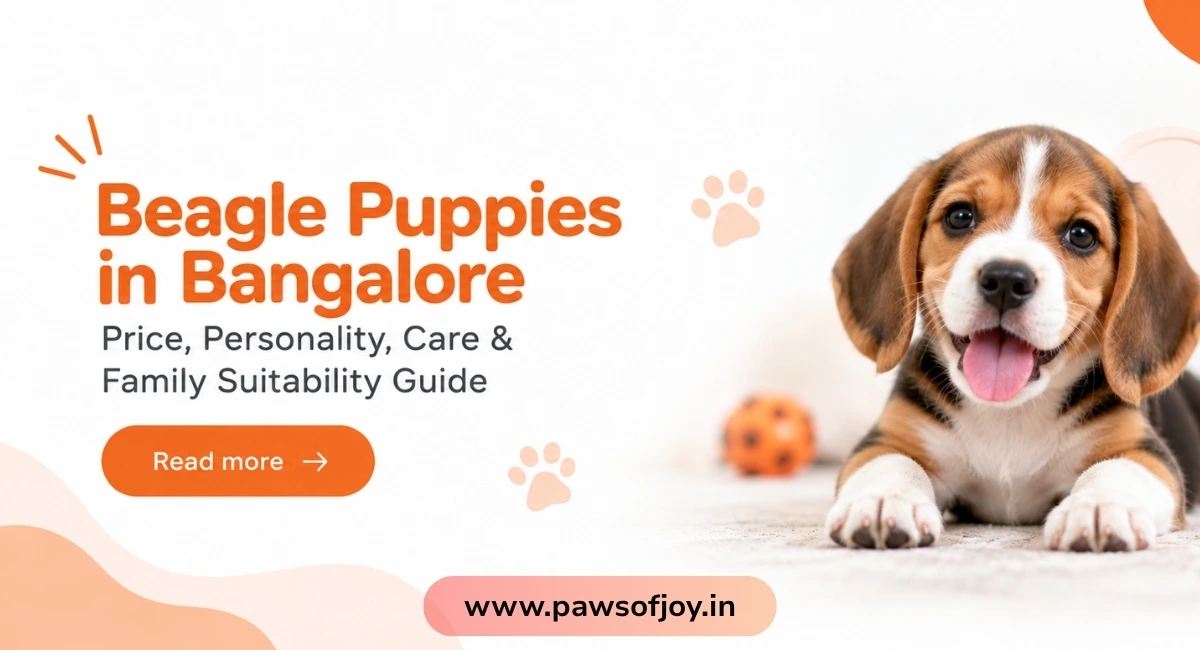 Beagle Puppies in Bangalore: Price, Personality, Care & Family Suitability Guide