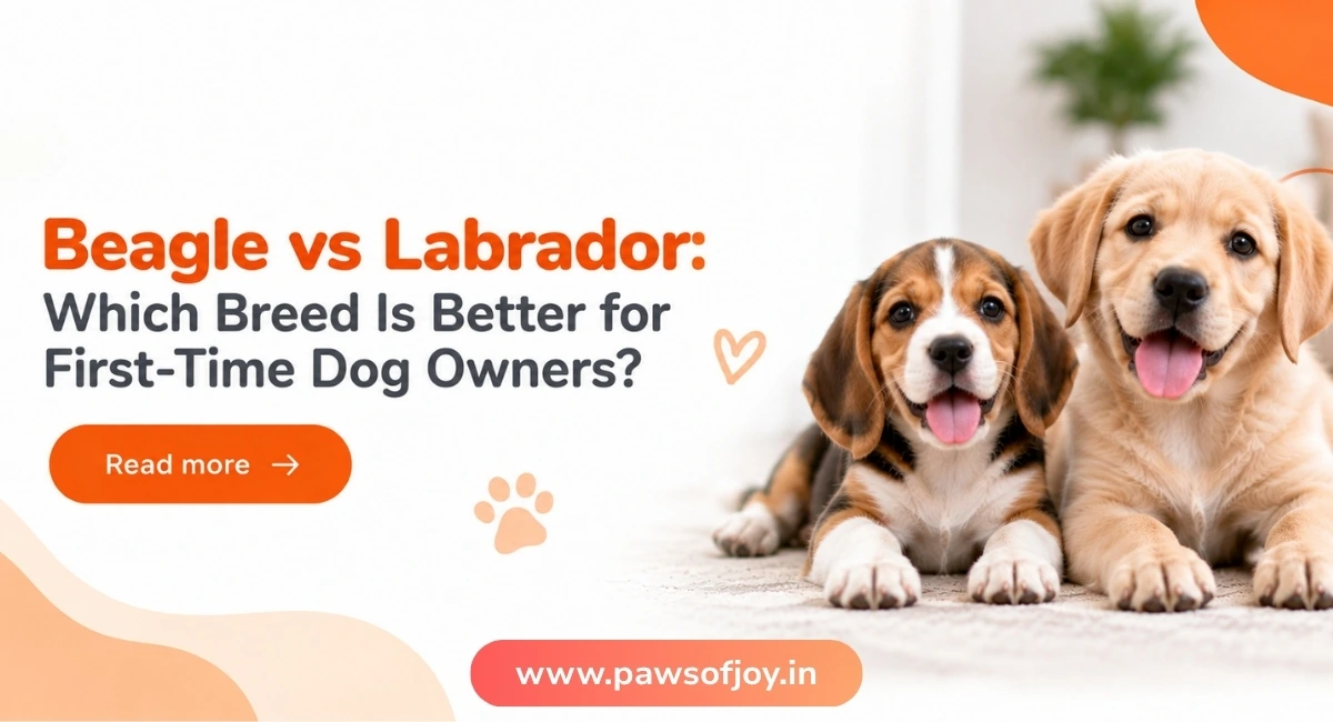 Beagle vs Labrador: Which Breed Is Better for First-Time Dog Owners?