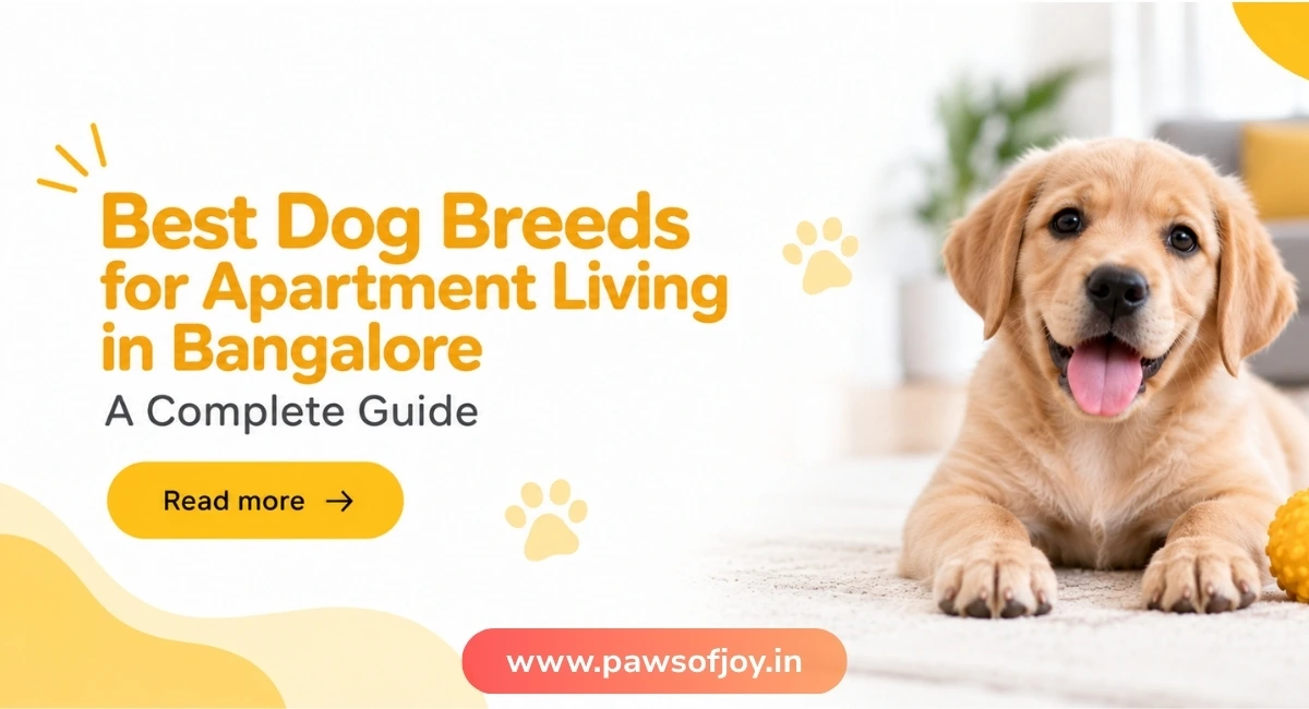 Best Dog Breeds for Apartment Living in Bangalore: A Complete Guide