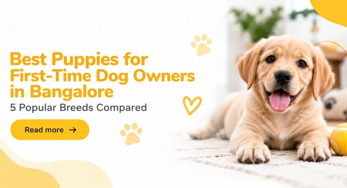Best Puppies for First-Time Dog Owners in Bangalore: 5 Popular Breeds Compared