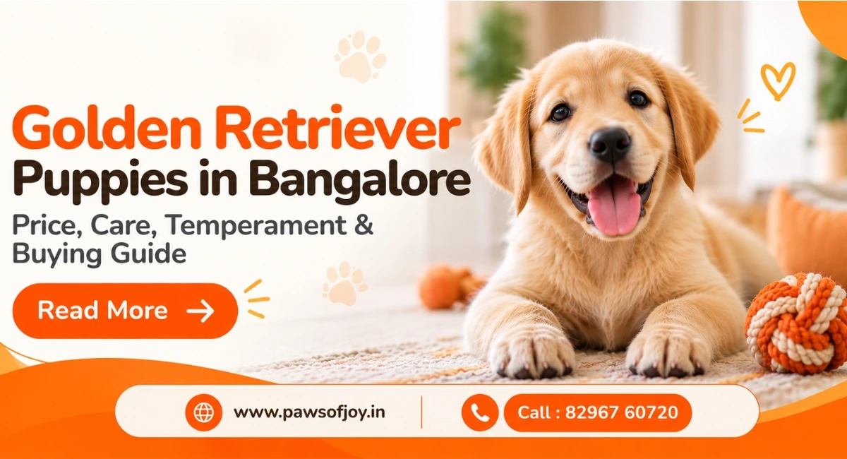 Golden Retriever Puppies in Bangalore: Price, Care, Temperament & Buying Guide