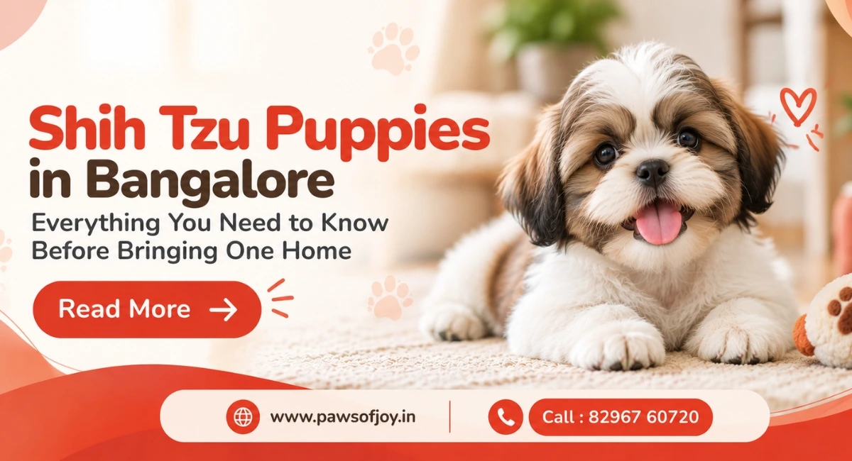 Shih Tzu Puppies in Bangalore: Everything You Need to Know Before Bringing One Home