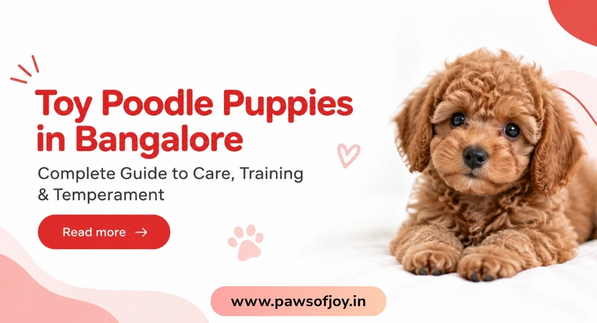 Toy Poodle Puppies in Bangalore: Complete Guide to Care, Training & Temperament